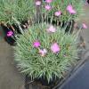Fire Witch Dianthus 1gal