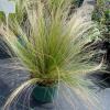 Mexican Feather Grass 1gal