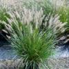 Dwarf Cassian Grass 3gal