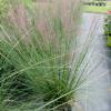 Pink Muhly Grass 3gal