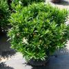 Frost Proof Gardenia 7gal