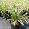 Variegated Liriope 1gal