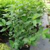 Phantom Hydrangea 3gal white summer blooms