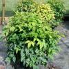 Firepower Nandina 3gal