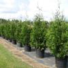 Green Giant Thuja 15gal