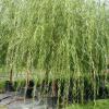 Weeping Willow 15gal