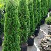 Degroot thuja 7gal