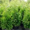 Green Giant thuja 7gal