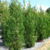 Radican Cryptomeria 15gal