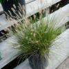 Little Bunny Grass #2